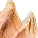 Adorno Shell