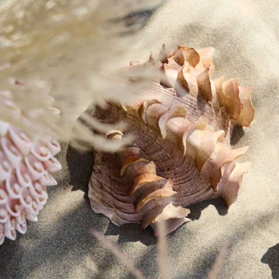 Adorno Shell