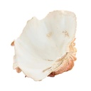 Adorno Shell