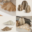 Escultura Shell
