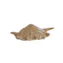 Adorno Shell