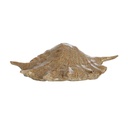 Adorno Shell