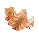 2M Concha Ceramica Beige 21 5cm