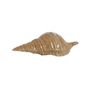 2M Concha 7 5cm Ceramica Lunares Cafe