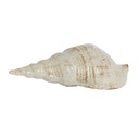 2M Caracol Ceramico Crema 9cm